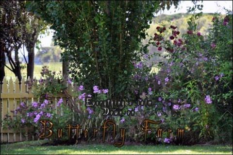 Butterfly Farm Bed And Breakfast Nirranda Exterior photo